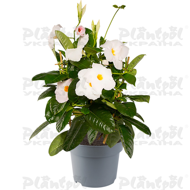 Дипладенія (Сундавіл) Mandevilla Agate XXL White