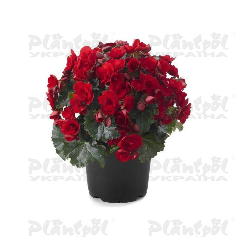 Бегонія Cottage Vermillion Red