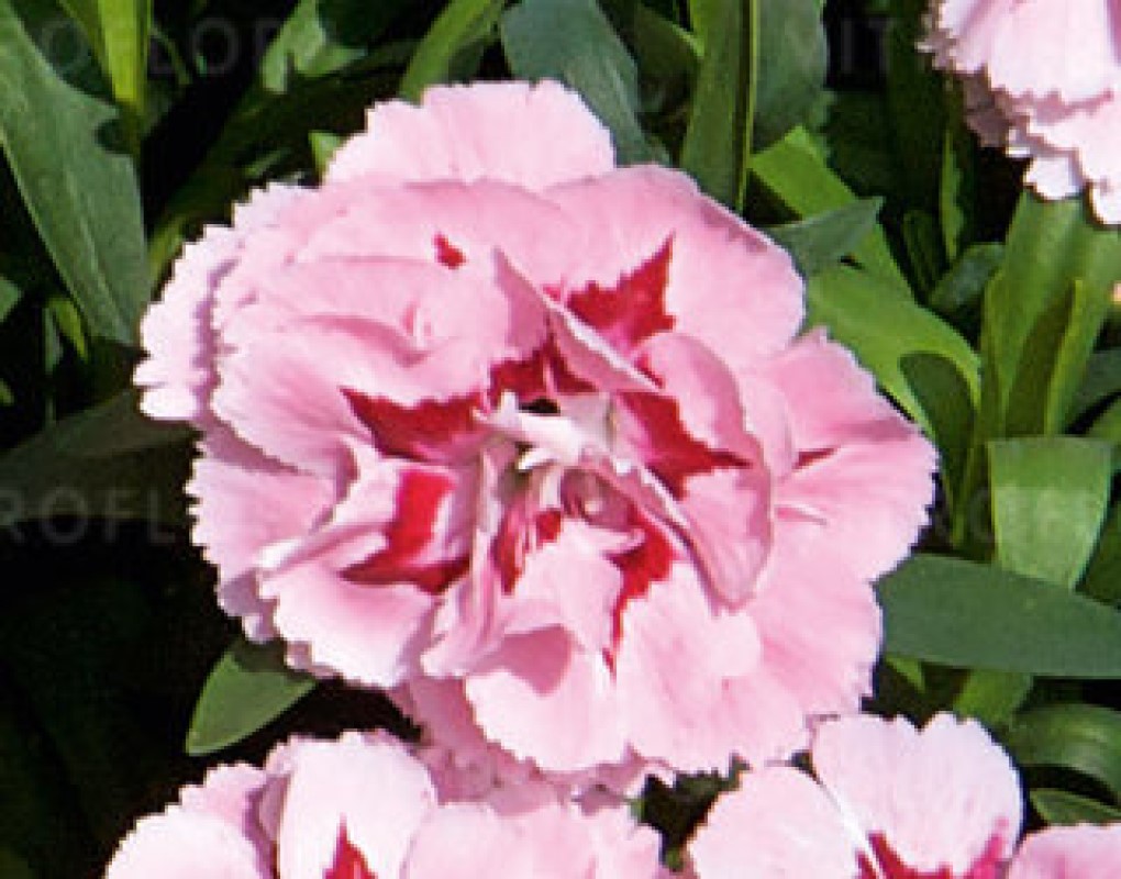 Гвоздика Oscar Pink & Purple (Vitroflora)