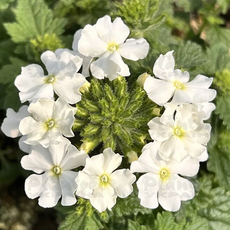Фото 2