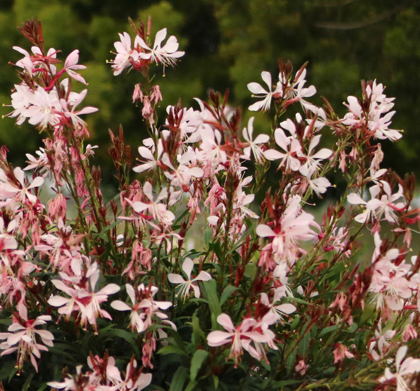 Гаура Graceful Light Pink (Vitroflora)