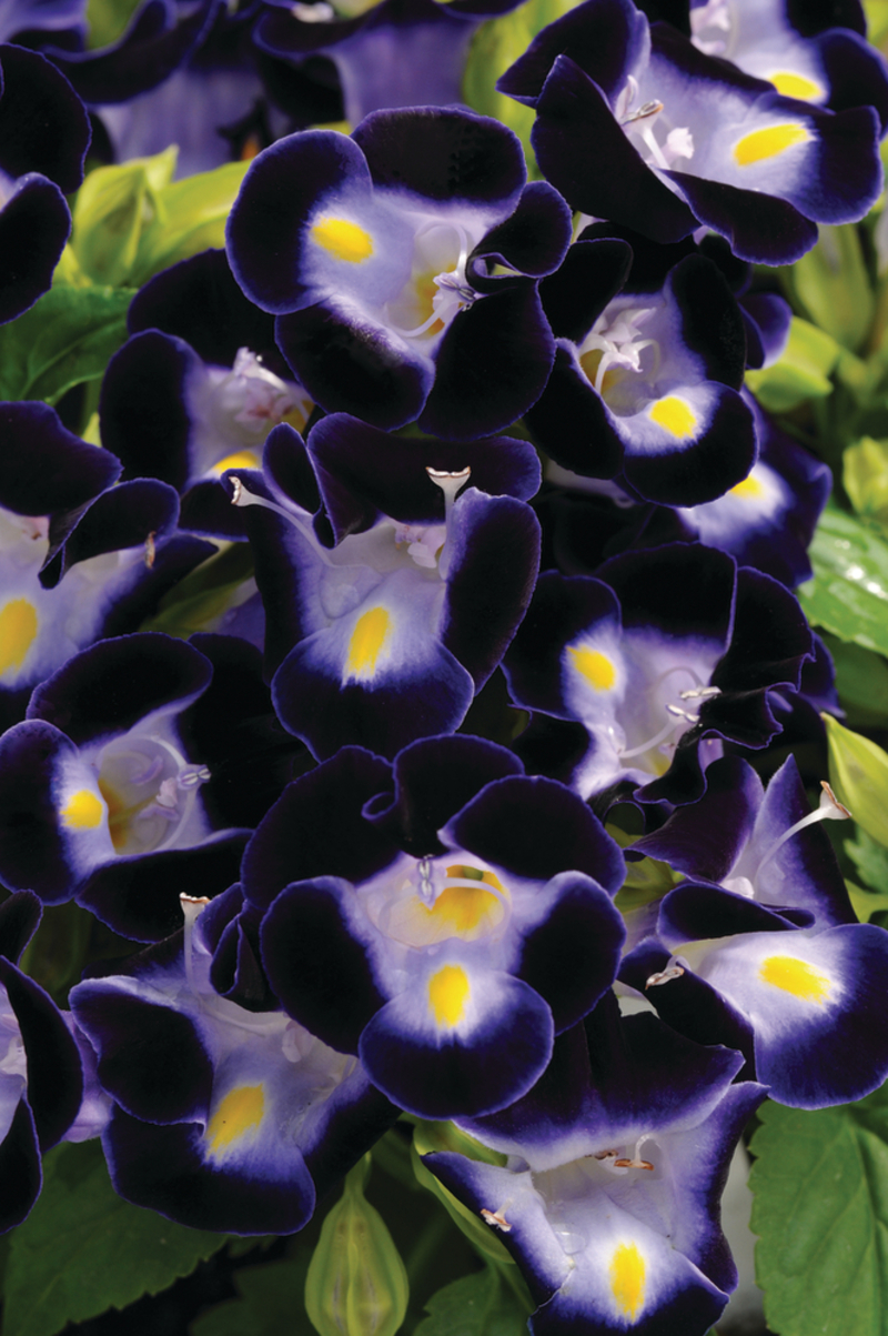 Торенія fournieri Kauai Deep Blue (288 палета/Florensis)