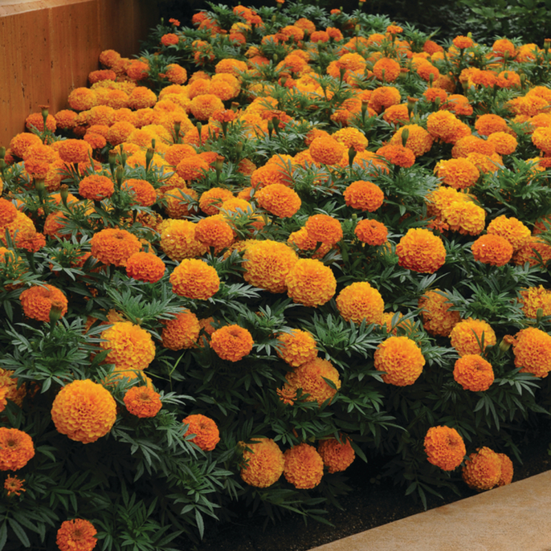 Тагетес великоквітковий erecta Taishan™ Orange (100 палета)