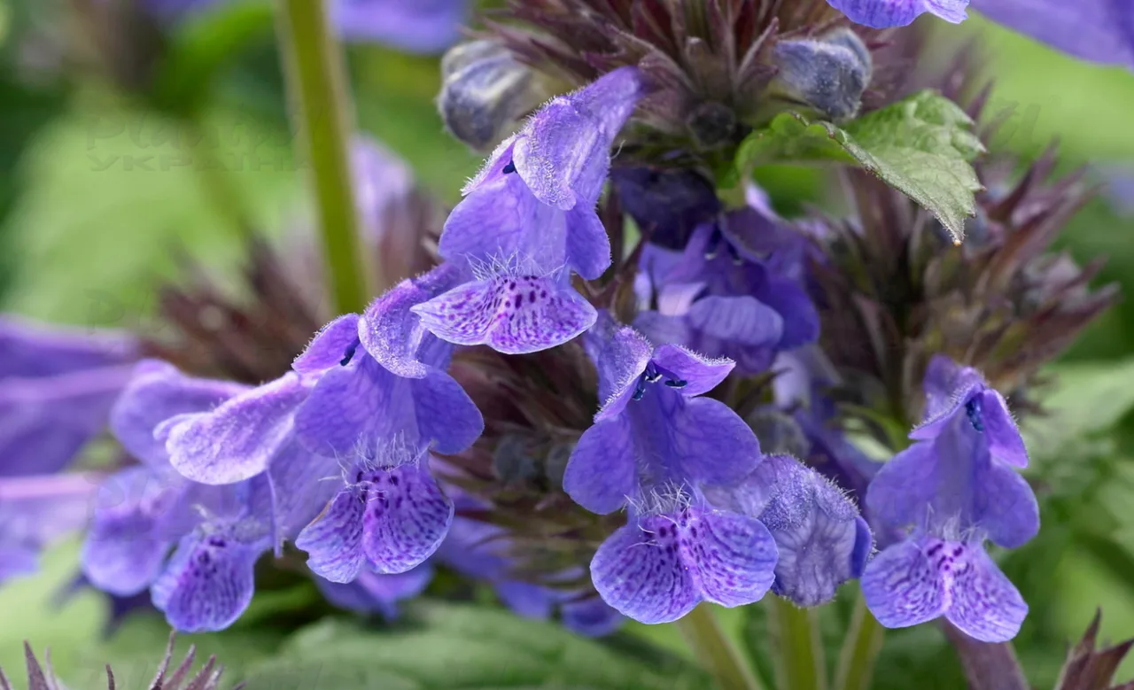 Непета Neptune (Vitroflora)