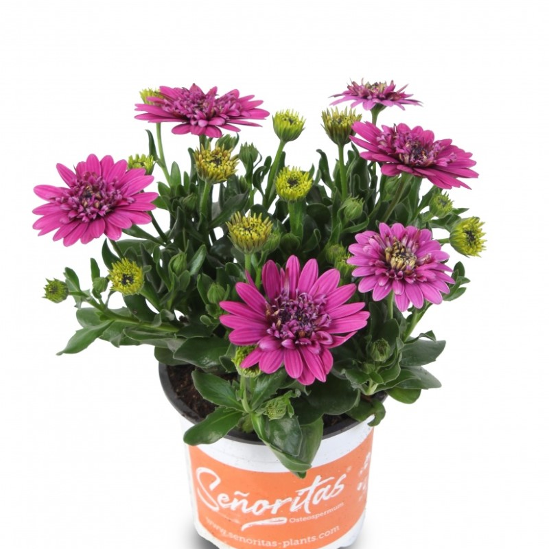 Oстеоспермум Senorita Double Violet (Vitroflora)