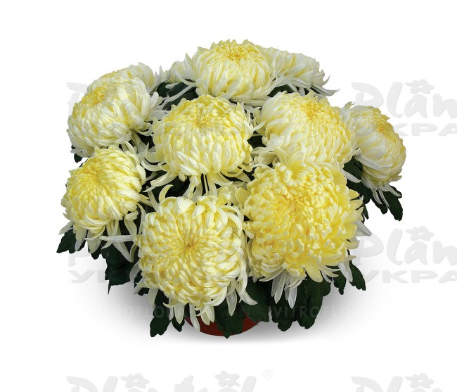 Хризантема великоквіткова горшкова Angelys Jaune (Vitroflora)
