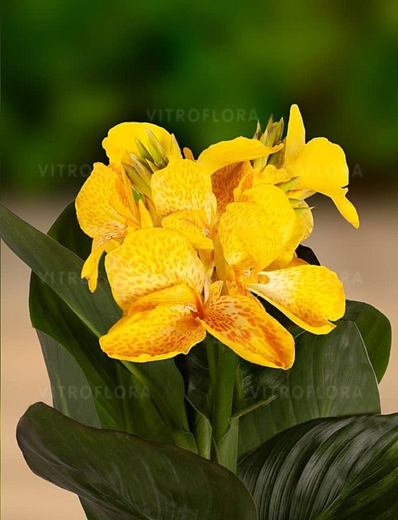 Канна CannaSun Maria (Vitroflora)