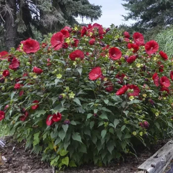 Фото 2