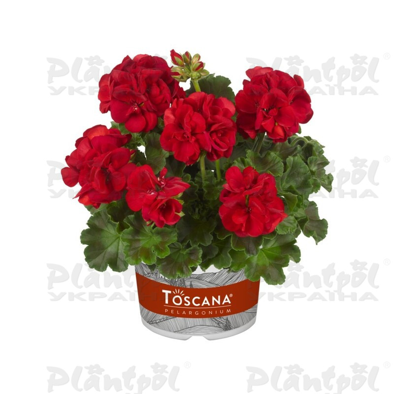 Пеларгонія зональна Trend Sophie Dark Red