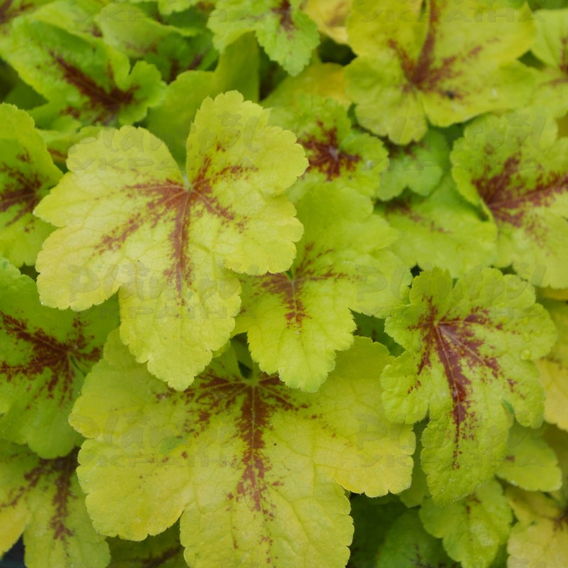 Гейхерела Mojito (Vitroflora)