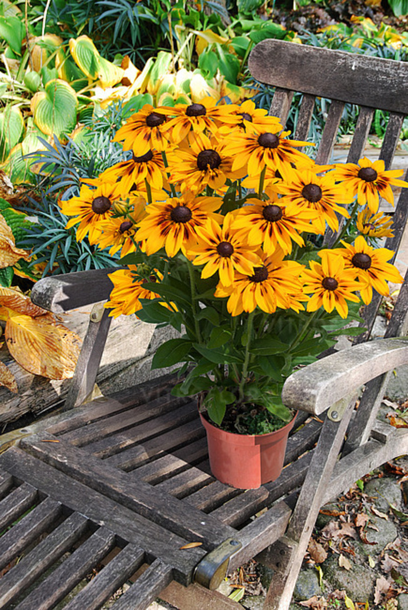 Рудбекія Sunbeckia Alicia (Vitroflora)
