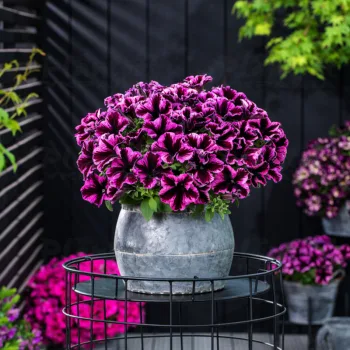 Фото 2