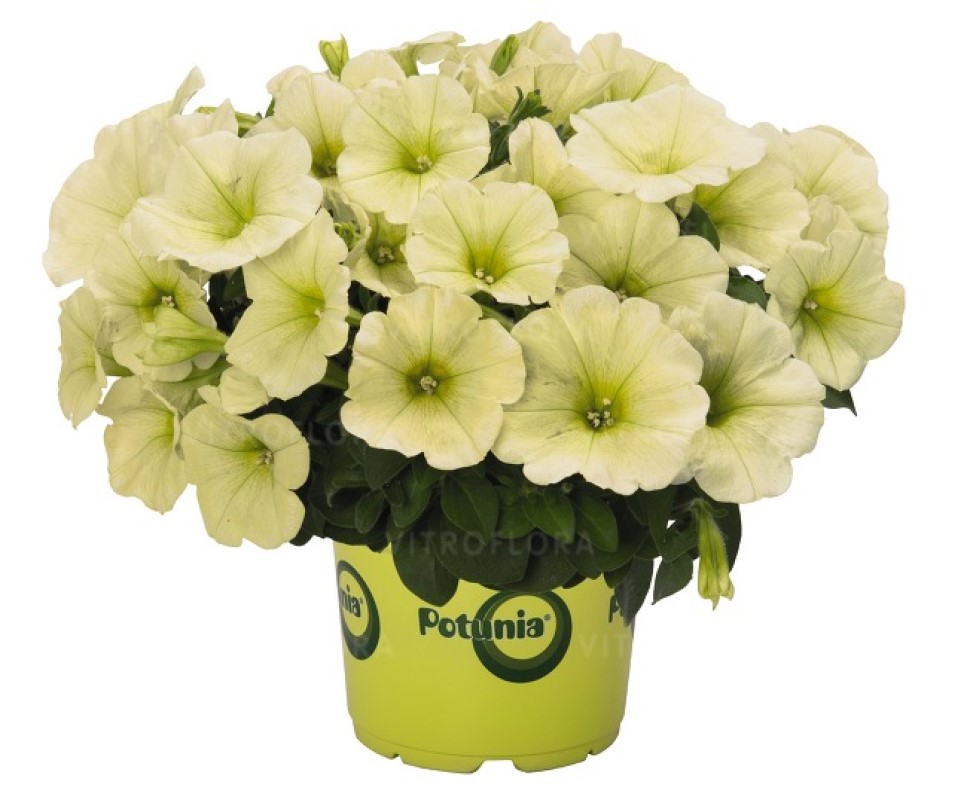 Петунія Sweetunia Popcorn