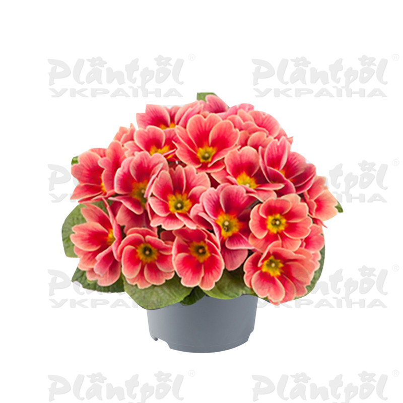 Примула vulgaris Cairo F1 Apricot Peach