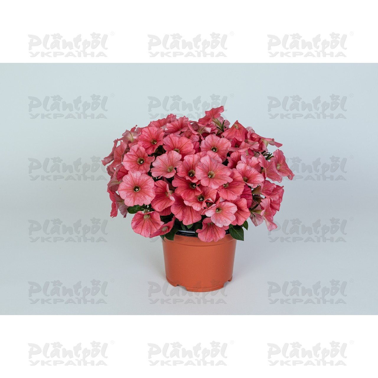 Петунія Potunia Coral