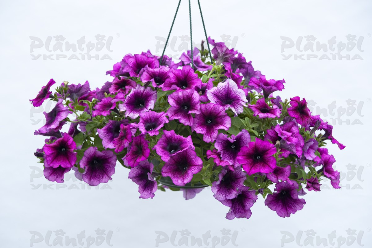 Петунія Fanfare Creme de Cassis (Florensis)