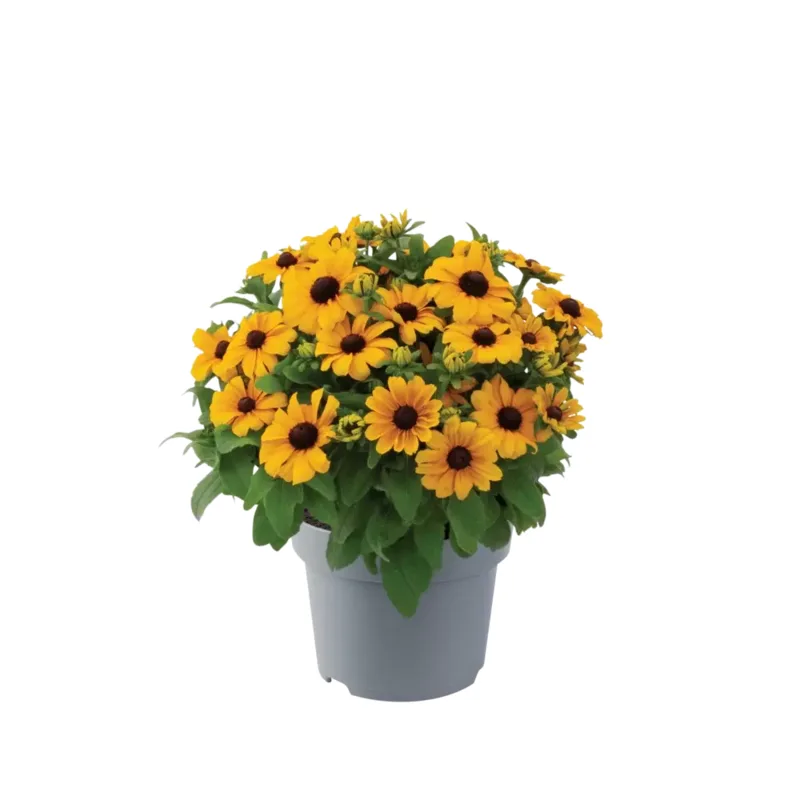 Рудбекія hirta Rudy Mini Yellow (Florensis)