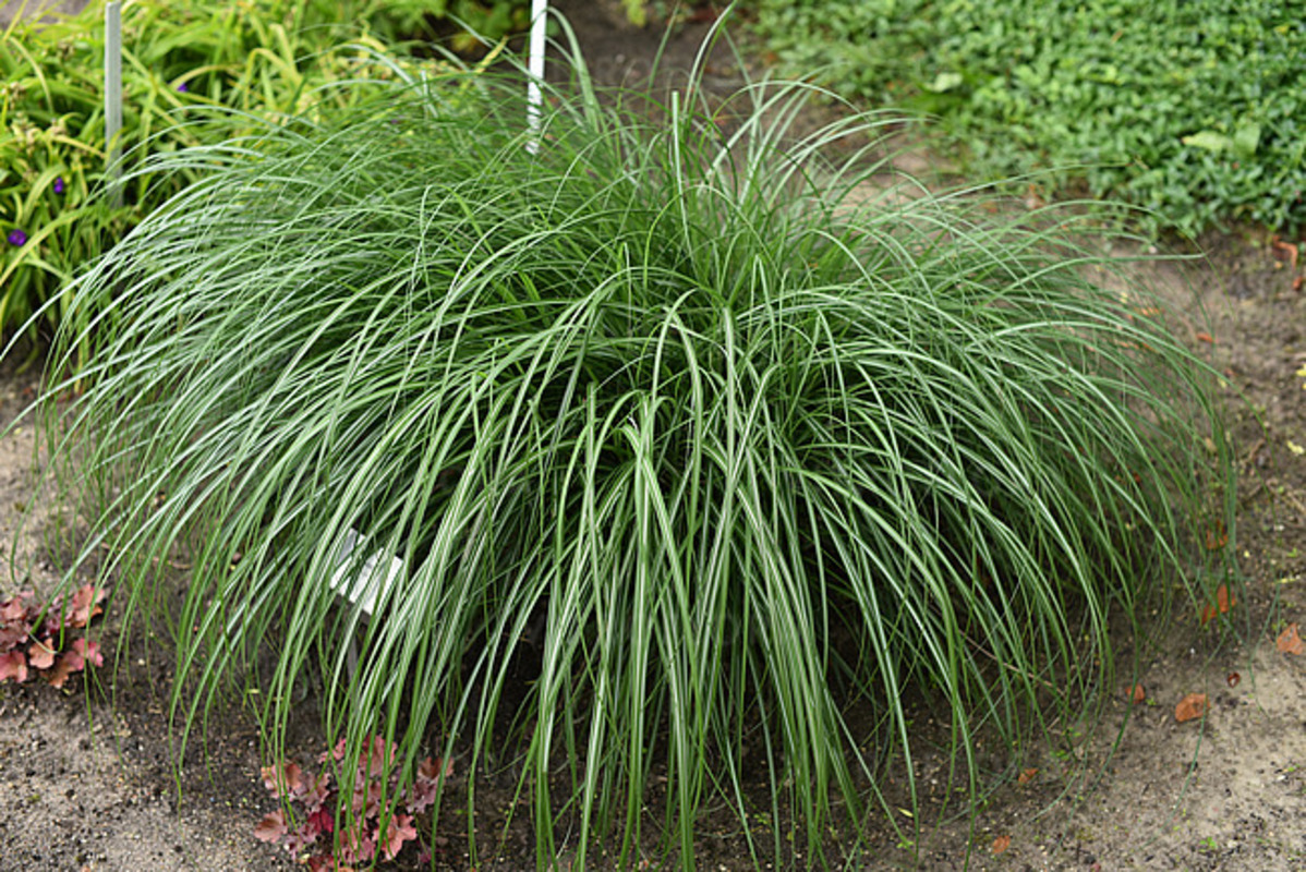 Міскантус sinensis Adagio (Vitroflora)