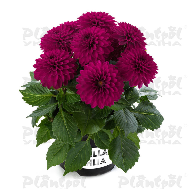 Жоржина Labella Piccolo Purple