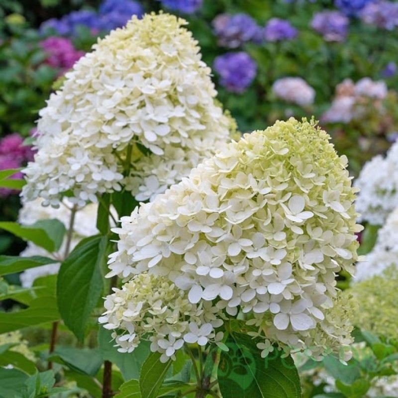 Гортензія волотиста Grandiflora