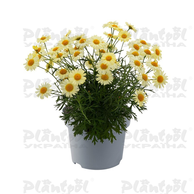 Аргирантемум Madeira Yellow (128 палета/Florensis)