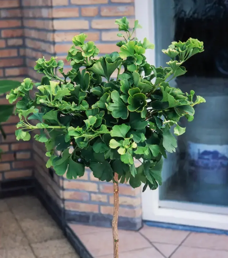 Гінкго Білоба Mariken