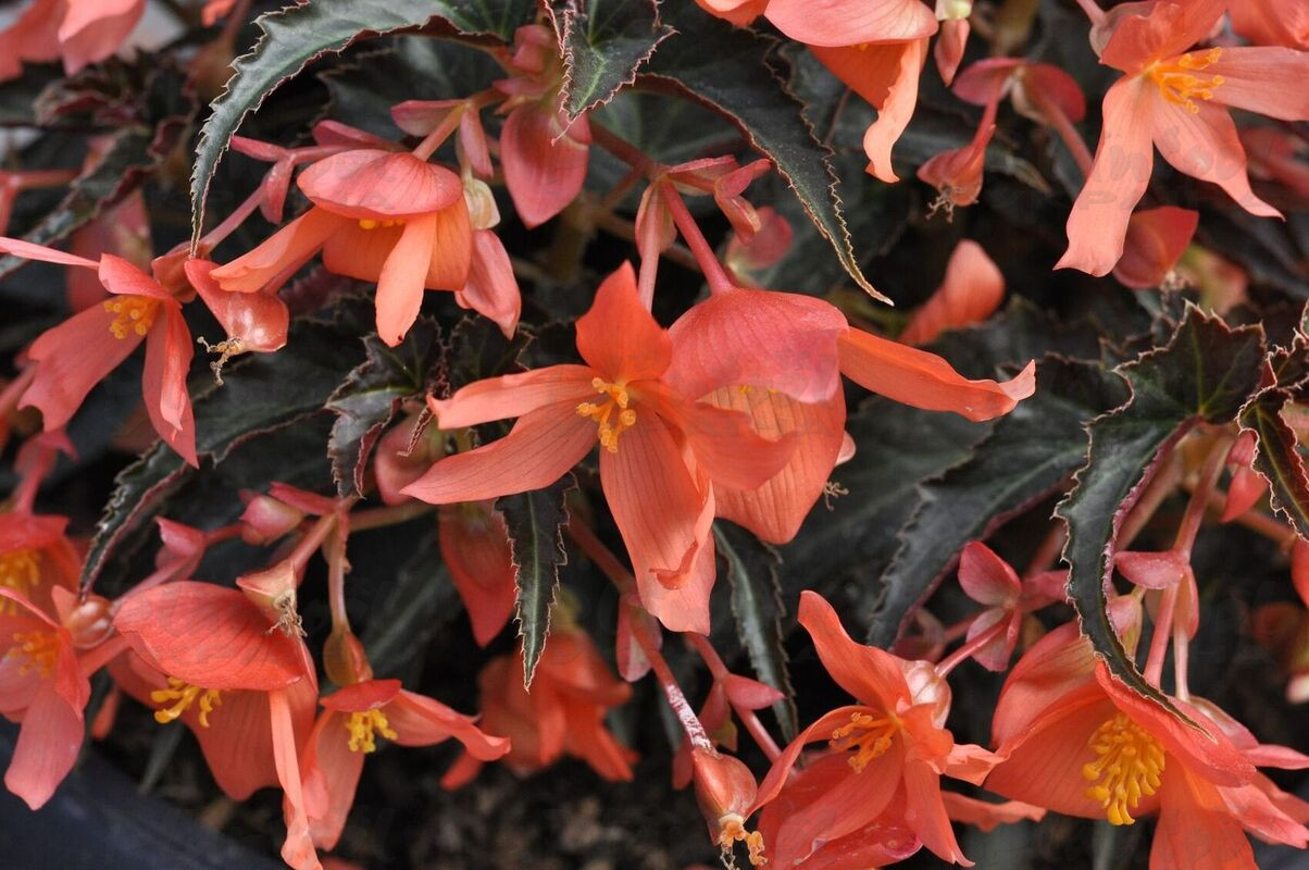 Бегонія Summerwings Orange Elegance