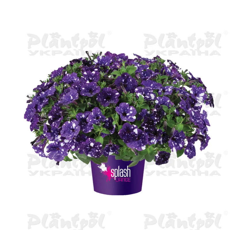 Петунія Splash Dance Bolero Blue