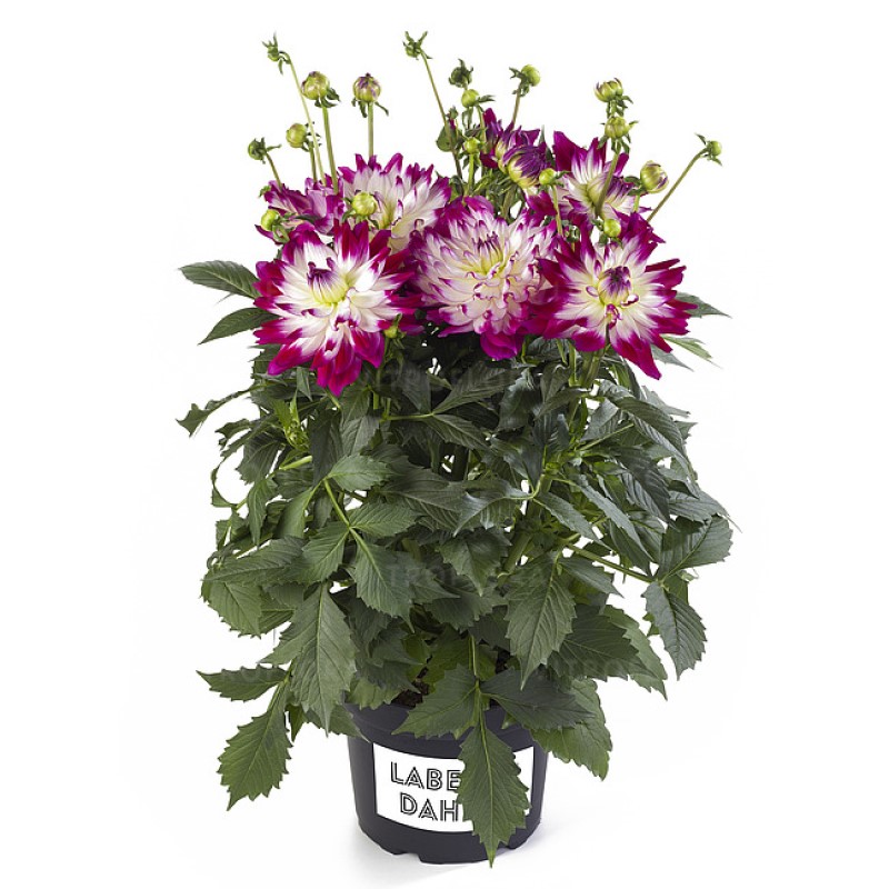 Жоржина Labella Maggiore Fun Rose Bicolour