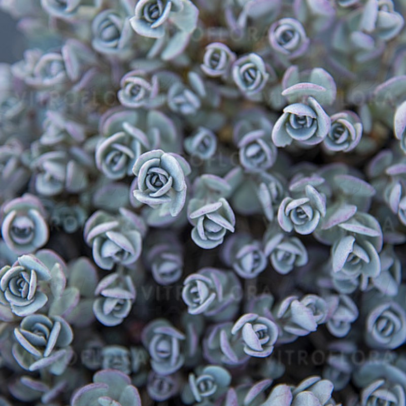Седум ґрунтопокривний cauticola (Vitroflora)