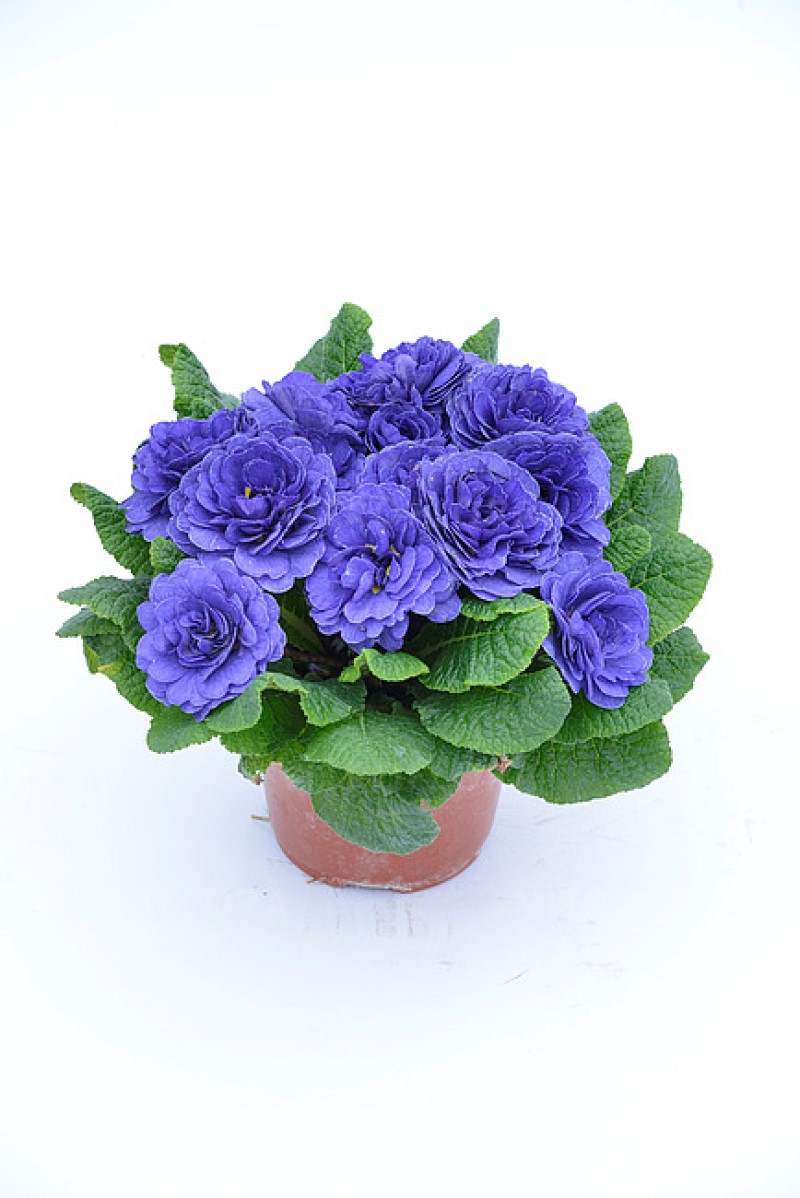 Примула Belarina Blue Champion