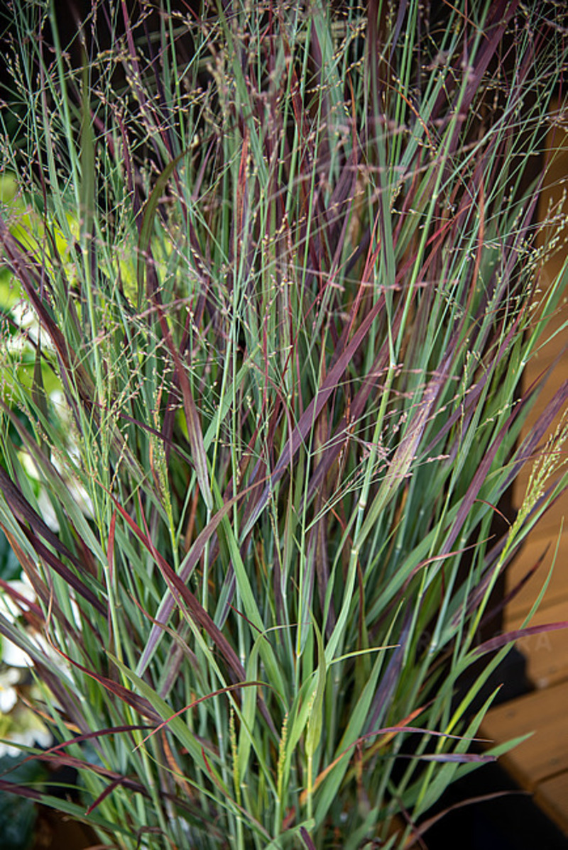 Панікум virgatum Nosferatu (Vitroflora)