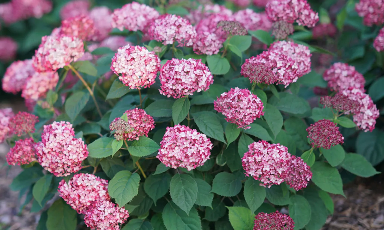Гортензія Arborescens Ruby Annabelle (напівпродукт)