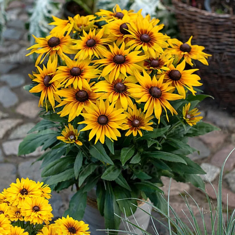 Фото 2