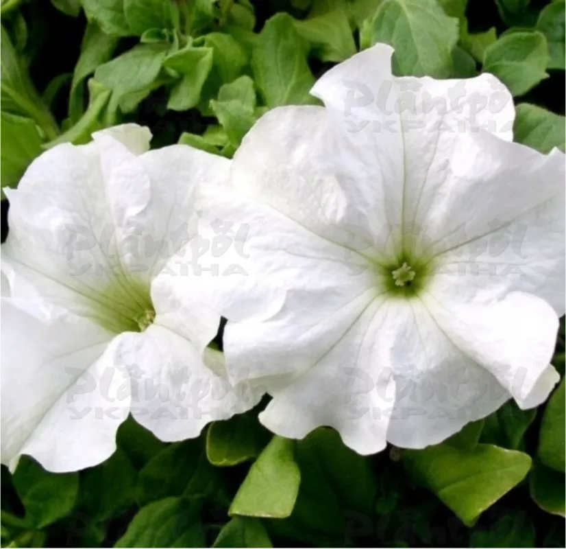 Петунія Conchita Grande White
