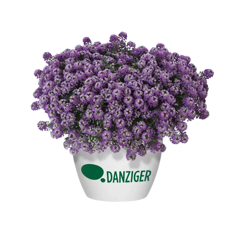 Лобулярія Stream Purple