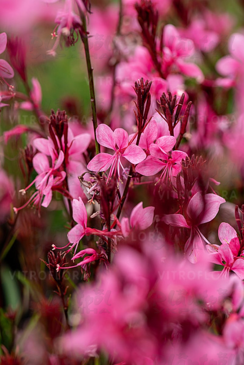 Гаура Baby Butterfly Dark Pink (Vitroflora)