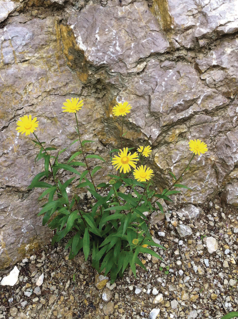 Буфтальмум salicifolium Golden Yellow (Florensis)