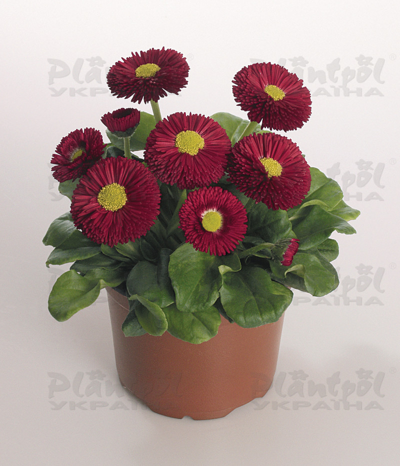 Стокротки bellis perennis Speedstar Plus Carmine