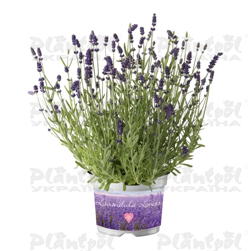 Лаванда angustifolia Ardeche Early Deep Blue (180 палета/Florensis)