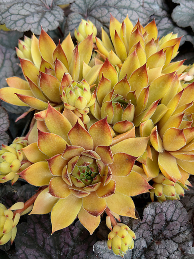 Семпервівум Leo (Vitroflora)