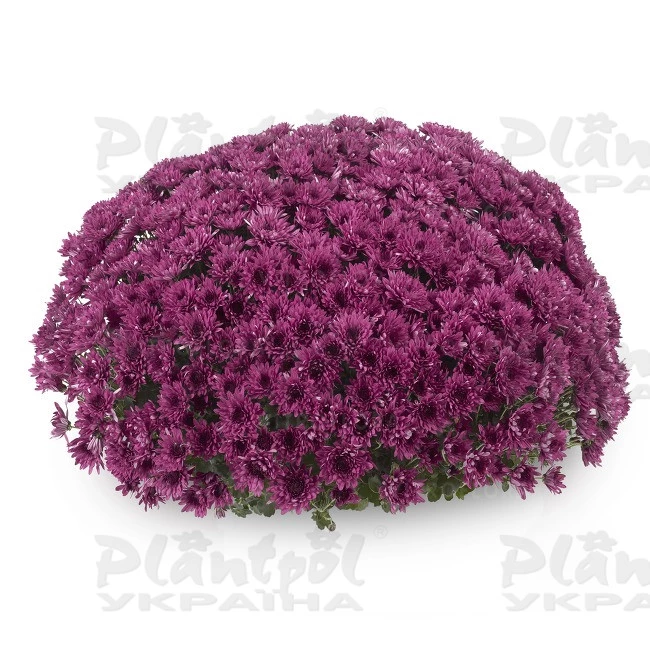 Хризантема дрібноквіткова горшкова Avalon Purple купити саджанці в