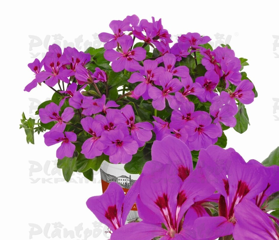 Пеларгонія ампельна Rainbow Amethyst