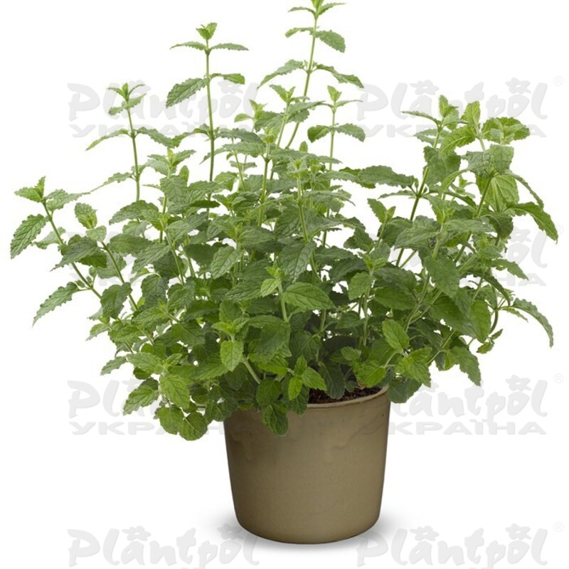 М'ята piperita Strawberry