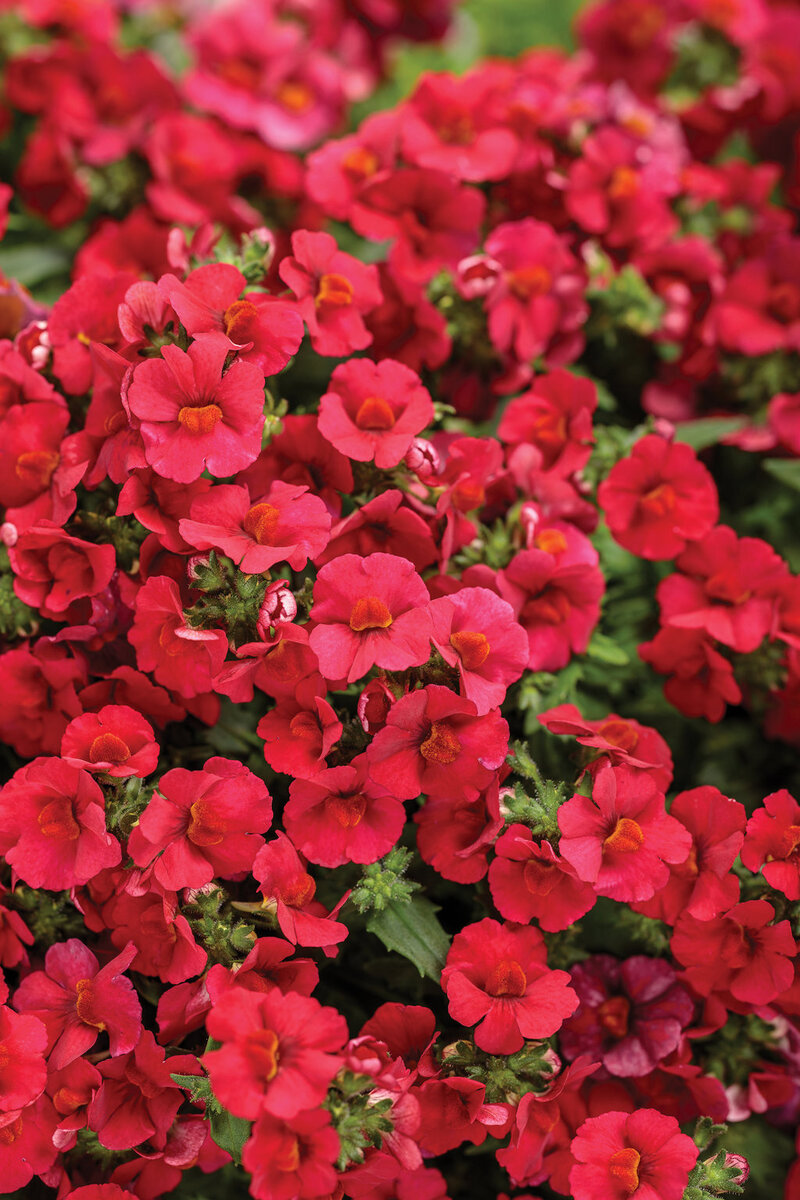 Немезія Sunsatia Cranberry Red