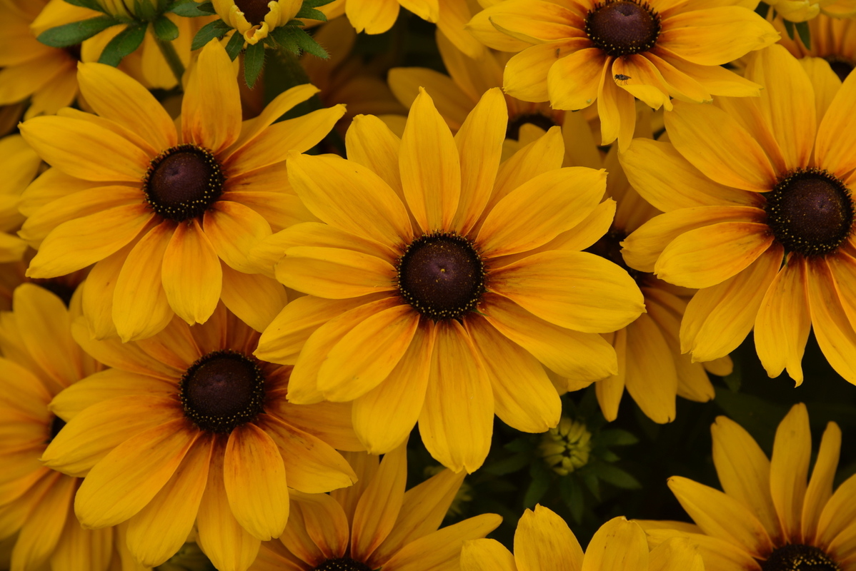 Рудбекія Sunbeckia Carolina (Vitroflora)