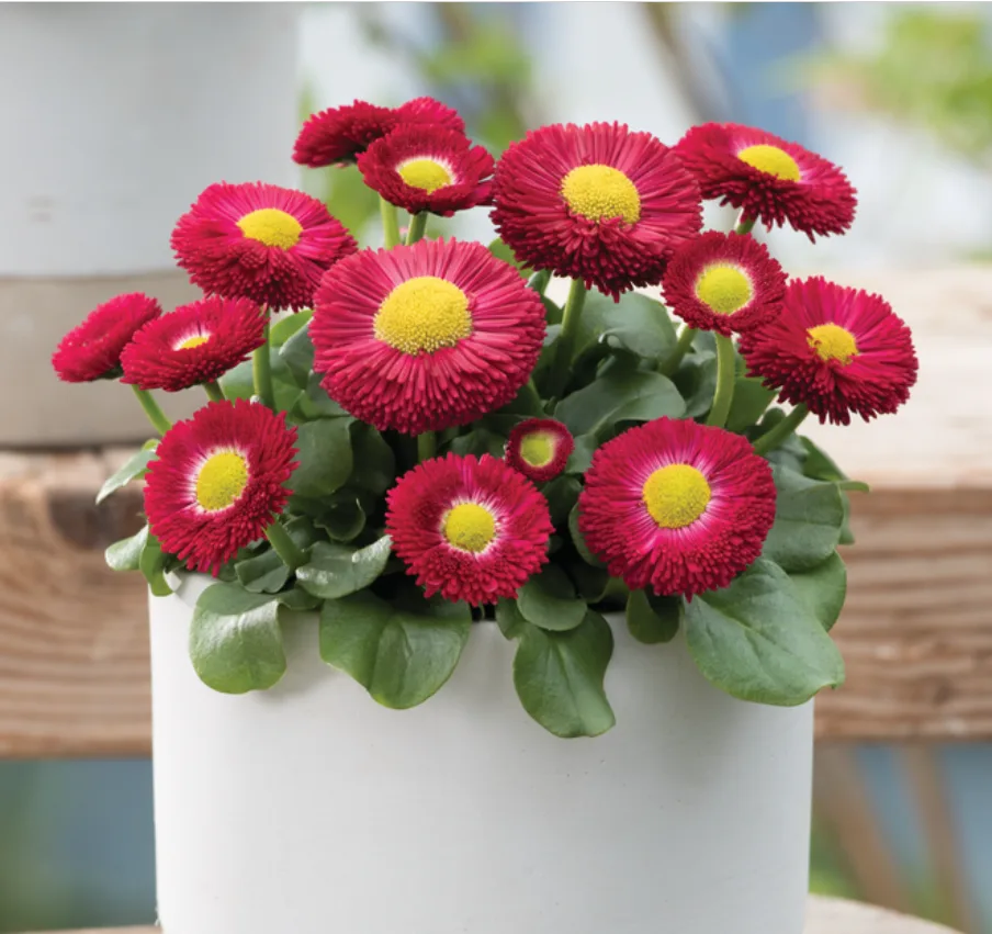 Стокротки bellis perennis BellaStar Compact Red (288 палета)
