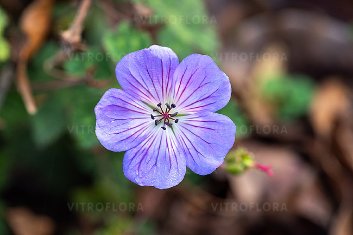 Герань Buxton Blue