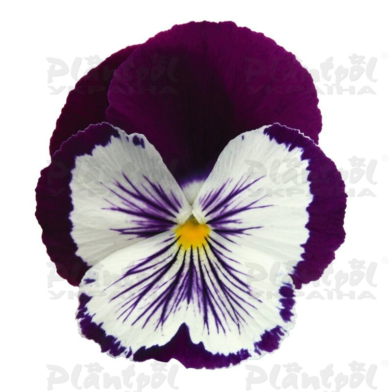 Віола wittrockiana Cats Plus F1 Purple & White Impr. (510 палета)