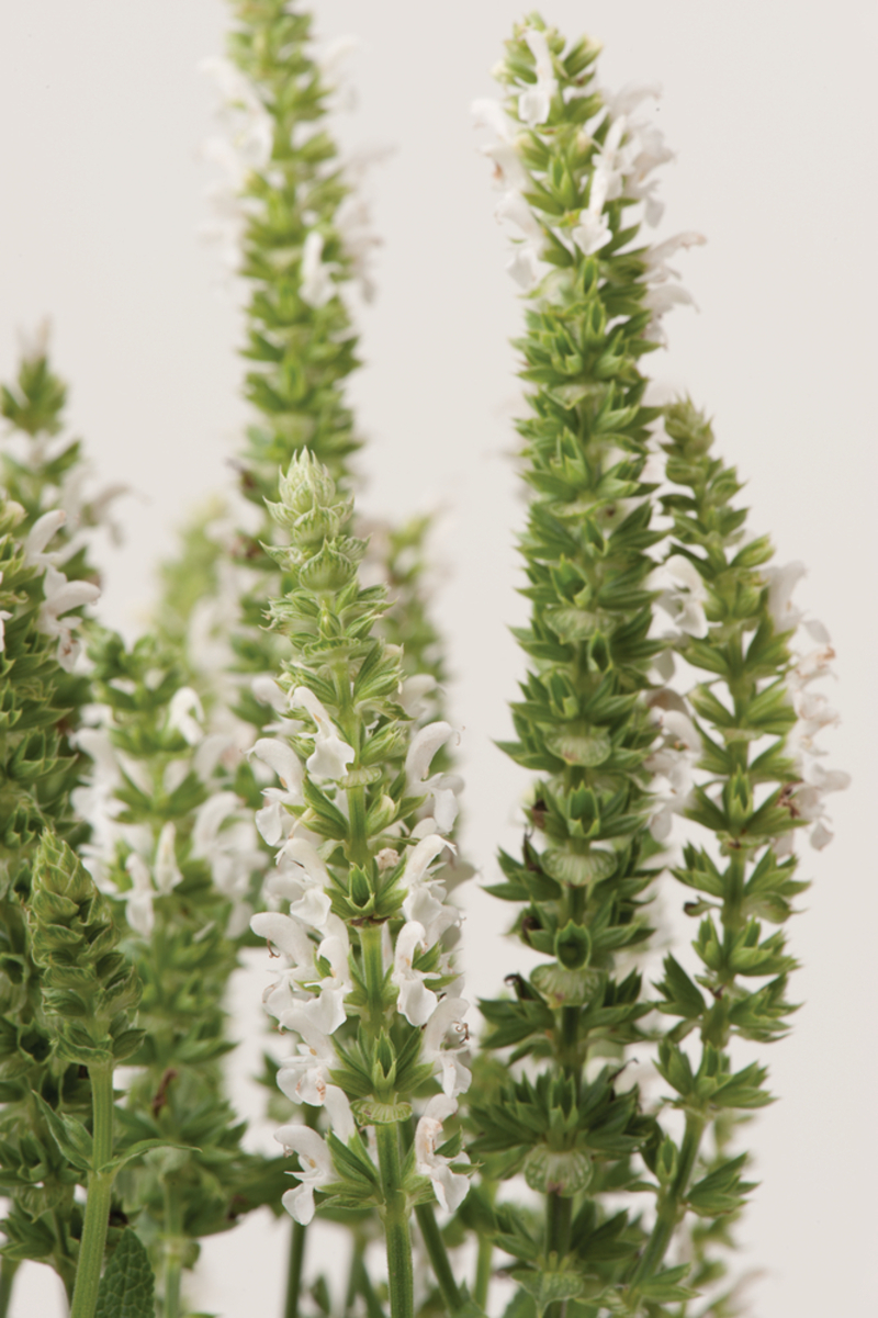 Шавлія nemorosa Sensation® Medium White (128 палета/Florensis)